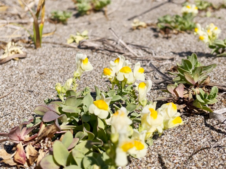 ウンラン（海蘭）の花